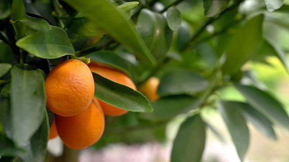 Kumquats am Baum © NDR Foto: Udo Tanske