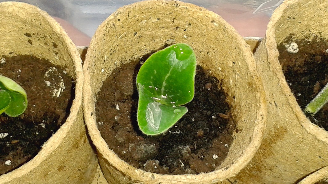 Zucchini pflanzen, pflegen und ernten | NDR.de - Ratgeber - Garten ...
