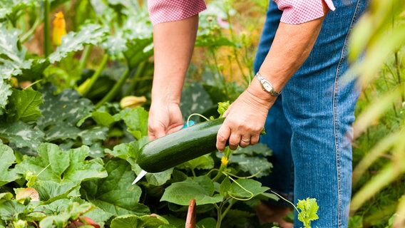 Eine Person erntet eine Zucchini © Colourbox Foto: Kzenon