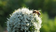 Eine Biene auf einer Doldenblüte einer Zwiebel. © NDR Foto: Anja Deuble