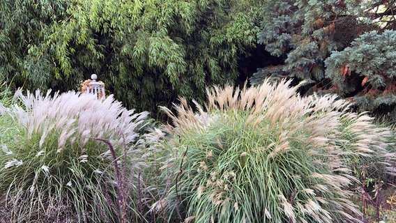 Gräser im Botanischen Garten in Klein Flottbek in Hamburg. © NDR Foto: Anja Deuble