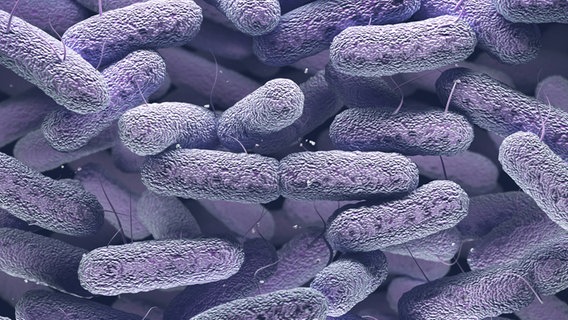 Stark vergrößerte Enterobakterien. © imago/Science Photo Library 