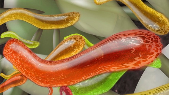 Bakterien illustriert in verschiedenen Farben. © picture alliance / imageBROKER | Sigrid Gombert 