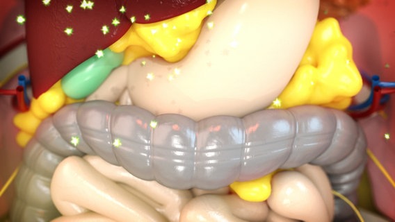 Schematische Darstellung: Bauchfett schüttet Hormone aus. © NDR 