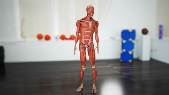 Schematische Darstellung: Muskel-Skelett-Modell, das verdreht dasteht. © NDR 