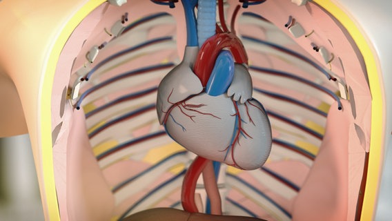 Schematisch Darstellung: Innenansicht von Torso mit Herz. © NDR 