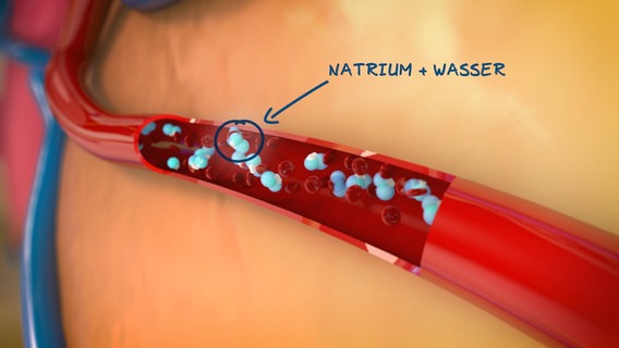 Schematische Darstellung:  Natrium bindet Wasser im Blut. © NDR Foto: tonic trix