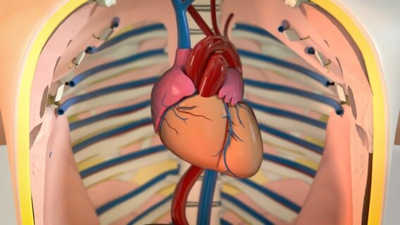 Schematische Darstellung: Herz im Brustkorb. © NDR Foto: tonic trix