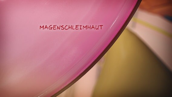 Schematische Darstellung der Magenschleimhaut. © NDR 