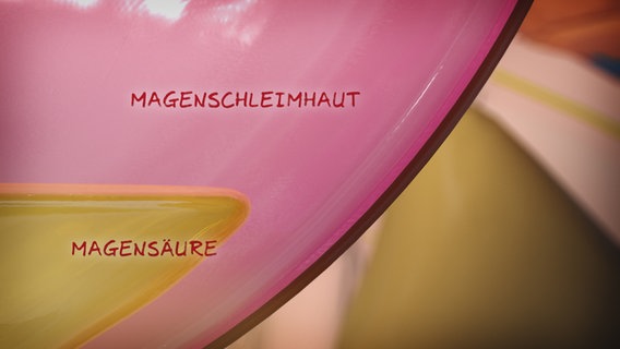 Schematische Darstellung: Magenschleimhaut und aufsteigende Magensäure. © NDR 