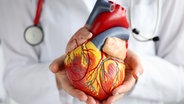 Hände halten ein Modell eines menschlichen Herzens. © Colourbox 