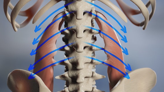 Schematische Darstellung: Entlang der Wirbelsäule entspringen Muskelstränge © NDR 