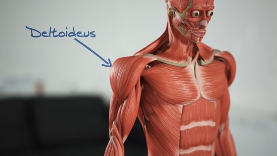 Schematische Darstellung: Muskeln des Oberkörpers. © NDR 