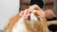 Eine Frau hält ihren Finger in das Maul einer Katze, die ihre spitzen Zähne zeigt. © picture alliance / dpa Themendienst | Andrea Warnecke 