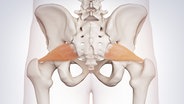 Die Darstellung zeigt die Piriformis-Muskeln in der Hüfte. Sie entspringen am Kreuzbein der Wirbelsäule an und ziehen zum Oberschenkelknochen. © Sebastian Kaulitzki 