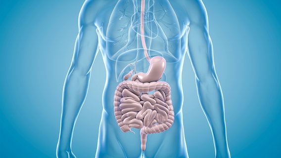 Anatomische 3-D- Darstellung der menschlichen Verdauungsorgane. © fotolia.com Foto:  ag visuell
