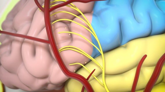 Schematische Darstellung: Gehirn mit Blutbahnen und Nerven. © NDR Foto: tonic trix