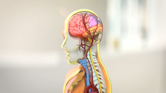 Schematische Darstellung: Schädel mit Gehirn im Anschnitt, Gehirn leuchtend. © NDR Foto: tonic trix