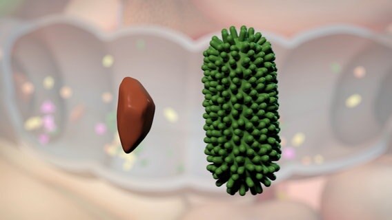Schematische Darstellung: Darmbakterium trifft auf Ballaststoff. © NDR 
