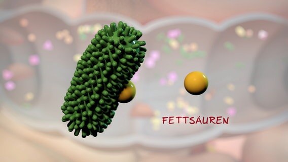 Schematische Darstellung: Darmbakterium scheidet kleine gelbe Kugeln aus. © NDR 