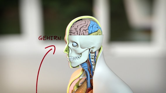 Schematische Darstellung: Torso halb von vorn mit Blick ins Gehirn. © NDR 