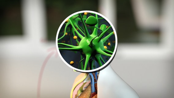 Schematische Darstellung: Nervenzelle ist von gelben Kugeln umgeben. © NDR 