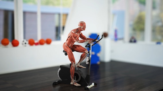 Schematische Darstellung: Muskel-Mensch auf dem Trainingsfahrrad. © NDR 