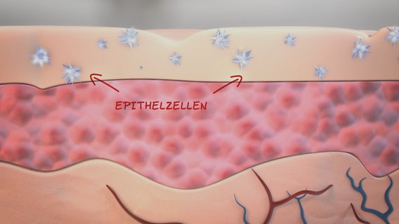 Schematische Darstellung: obere Hautschicht mit Epithelzellen und Viren. © NDR Foto: tonic trixx