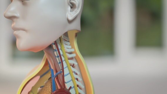 Schematische Darstellung: Kopf/Hals mit Wirbelsäule und Nervensträngen. © NDR Foto: tonic trixx