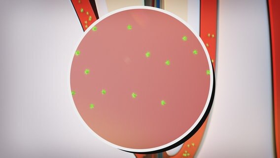 Schmatische Darstellung von Bakterien, die durch eine Lupe vergrößert werden. © NDR 