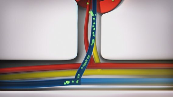 Schematische Darstellung einer Blutbahn, die vom Zahn wegführt. © NDR 