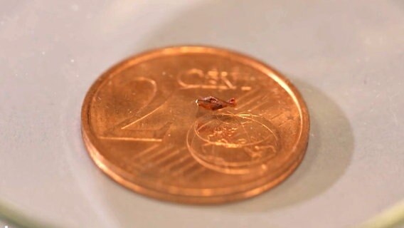 Winzige Schwimmer aus der Nanomedizin auf einer 2-Cent-Münze. © NDR 