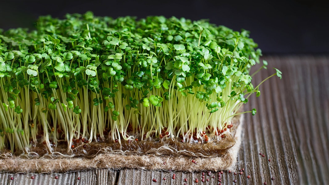 Healthy sprouts: What’s in alfalfa, cress, broccoli?  |  > – Guide