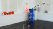 Skelett mit leuchtenden Nervenbahnen und Herz, beschriftet: Sympathikus. © NDR 