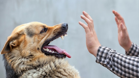 Ein Hund reißt das Maul auf, daneben zum Schutz erhobene Arme © colourbox 