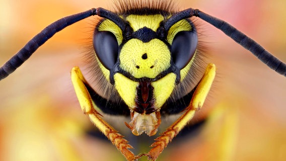 Nahaufnahme des Kopfes einer Wespe © dpa / picture alliance Foto: M. Lenke
