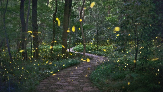 Fliegende Glühwürmchen auf einem Waldweg. © Imago / Imaginechina-Tuchong 