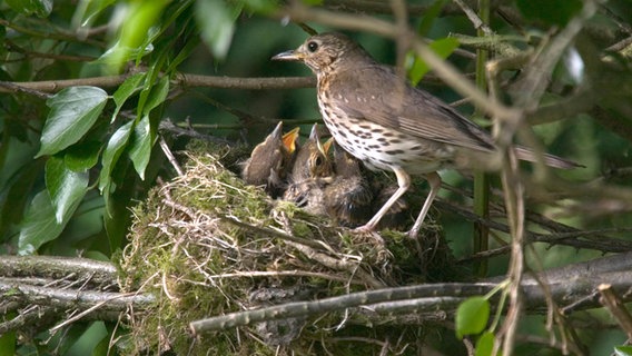 Ein Vogel sitzt an einem Nest in dem junge Vögel sitzen die die Schnäbel öffnen. © colourbox Foto: -