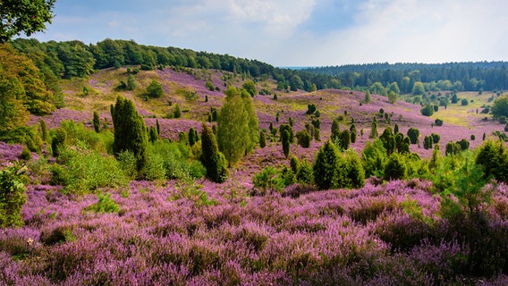 Blühende Heide mit Wacholder im Spätsommer. © Fotolia Foto: Visions-AD