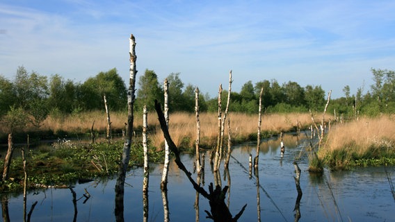 Absterbende Moorbirkenstämme stehen im Wasser im Himmelmoor bei Quickborn. © NDR Foto: Anja Deuble