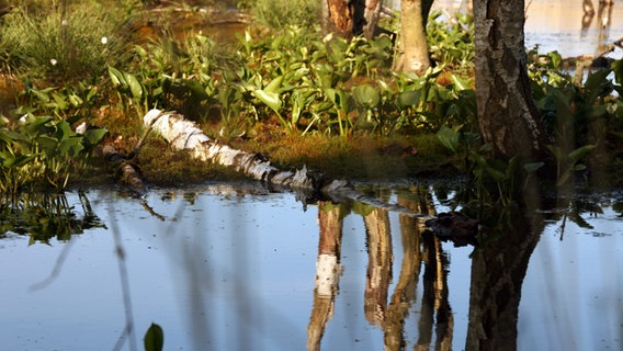 Absterbende Moorbirkenstämme spiegeln sich im Wasser im Himmelmoor bei Quickborn.  Foto: Anja Deuble