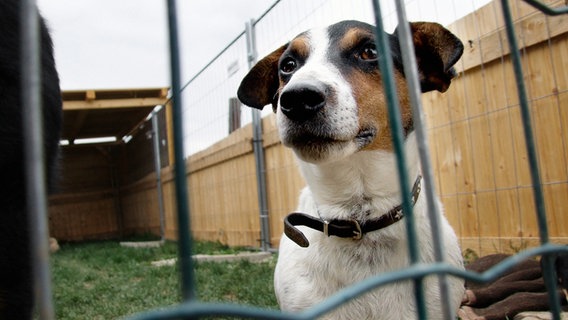 Ein Hund blickt durch einen Gitterzaun. © colourbox 