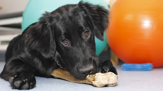 Ein Mischlingshund kaut auf einem Kauknochen. © imago images / blickwinkel 