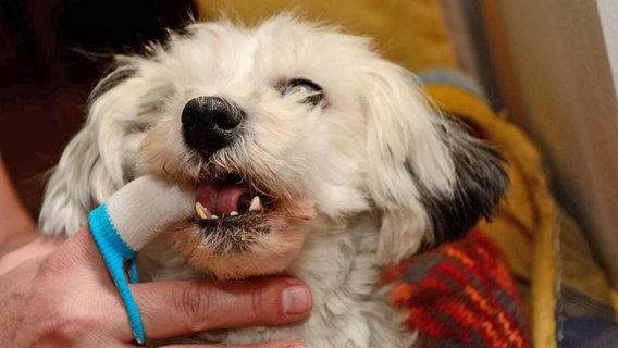 Ein kleiner Hund bei der Zahnpflege mit einem Fingerling. © imago images / CHROMORANGE 