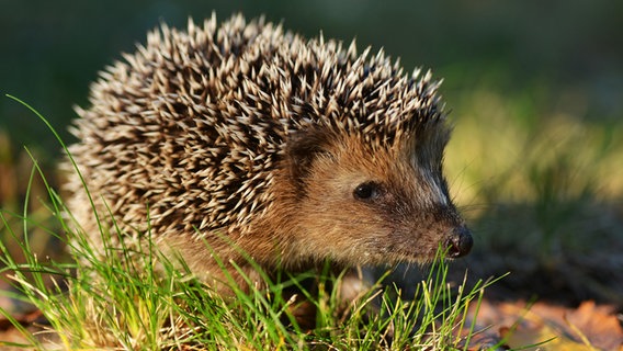 Ein Igel im Gras © fotolia Foto: kwasny221