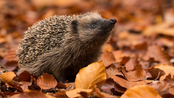 Ein Igel im Herbstlaub. © fotolia Foto: kwasny221