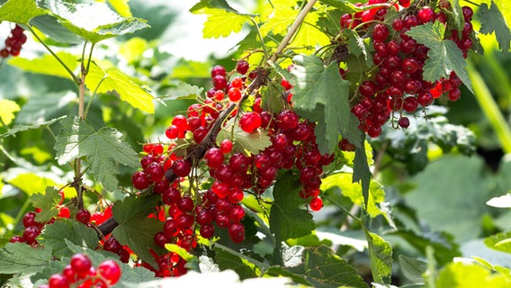 Rote Früchte am Johannisbeerstrauch © Colourbox 