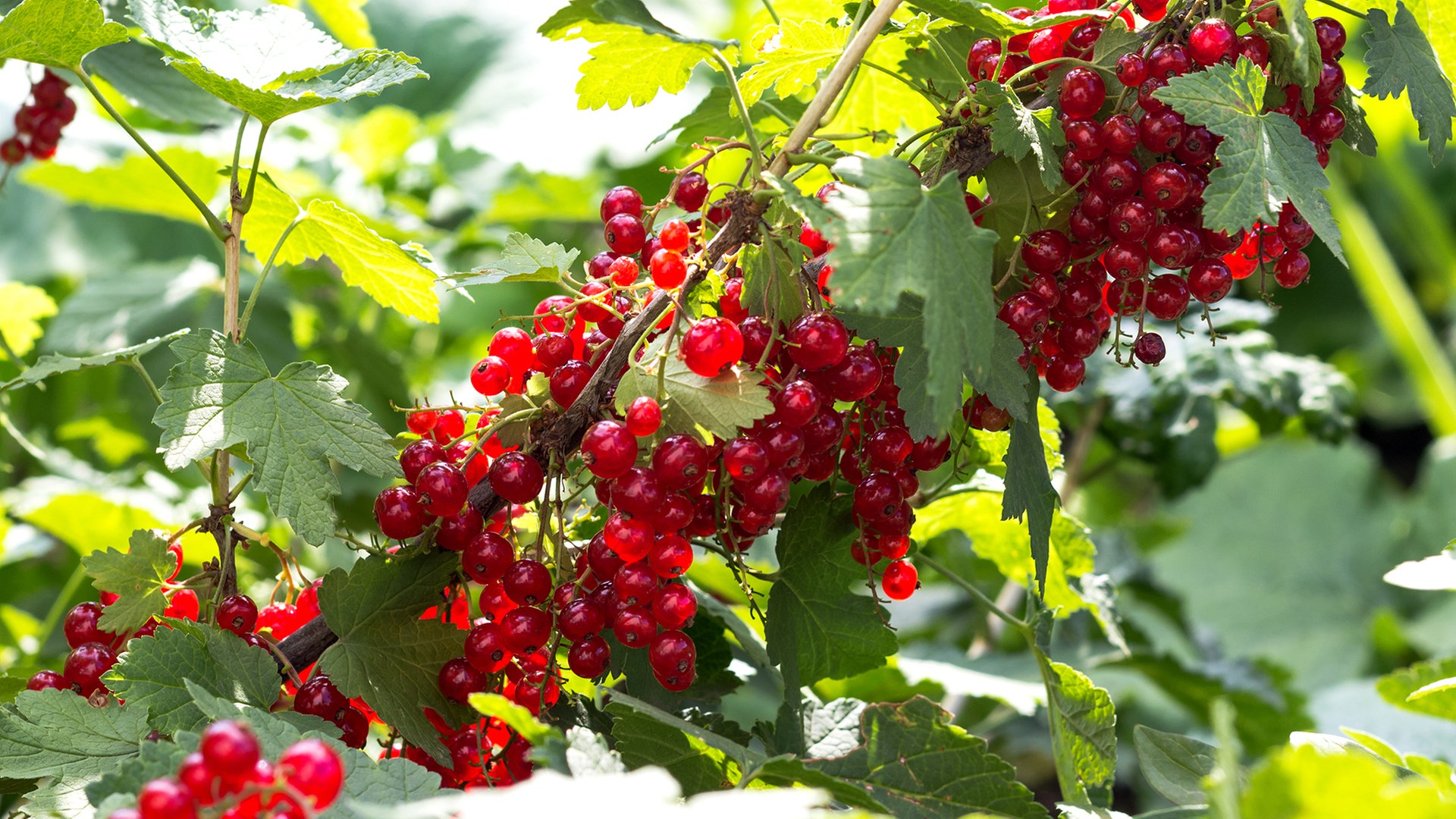 Beerensträucher pflanzen, pflegen und schneiden | NDR.de - Ratgeber -  Garten - Nutzgarten | Obstbäume & Gemüsepflanzen