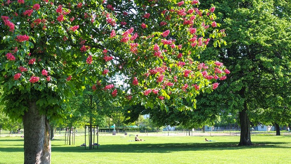 Ein rot blühender Kastanienbaum in einem Park. © NDR Foto: Anja Deuble