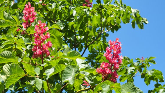 Rote Blüten an einem Kastanienbaum vor blauen Himmel. © NDR Foto: Anja Deuble